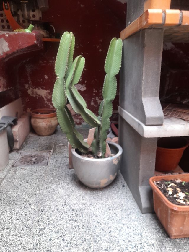 2 Cactus grandes de arizona- Decoración