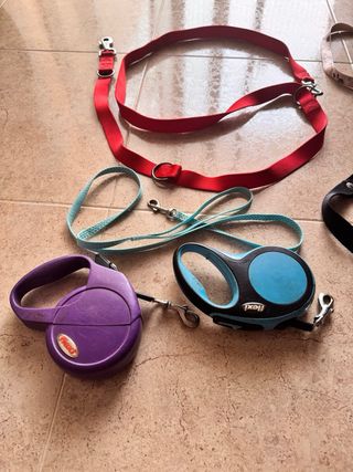 Correas perro preguntar