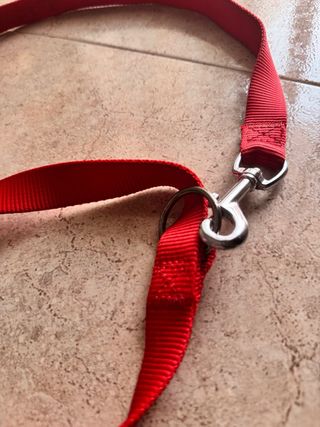 Correas perro preguntar