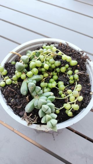 Suculentas Senecio Rowleyanus & Delosperma Lehmann