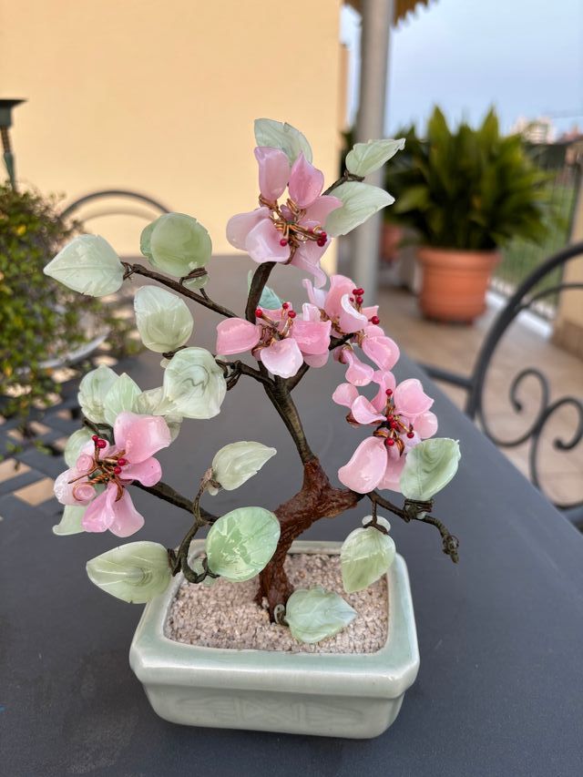 Bonsai Giada - Albero portafortuna