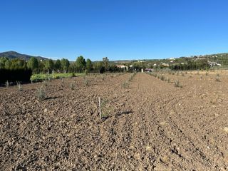 Parcela rústica en llano de la cruz - 6.000m2