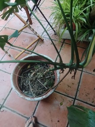 Monstera deliciosa - 35 cada una