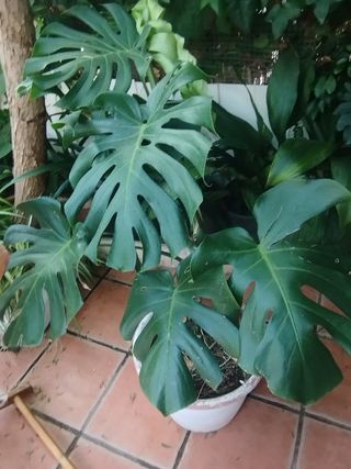 Monstera deliciosa - 35 cada una