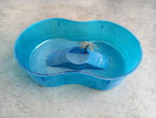 Piccola vasca per tartarughe