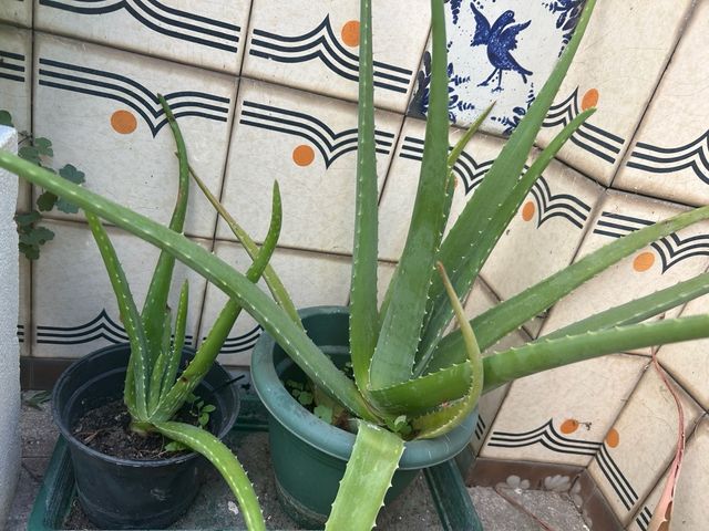 3 plantas Aloe Vera