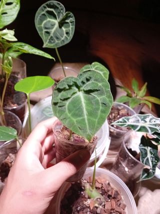Anthurium Crystallinum - Pianta Baby