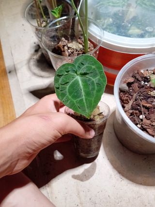 Anthurium Crystallinum - Pianta Baby