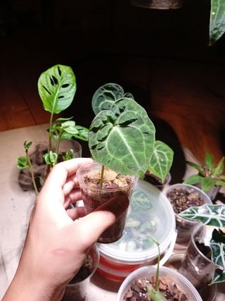 Anthurium Crystallinum - Pianta Baby