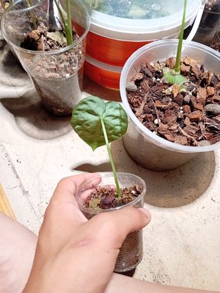 Anthurium Crystallinum - Pianta Baby