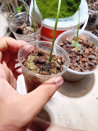 Anthurium Crystallinum - Pianta Baby