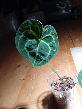 Anthurium clarinervium: pianta media