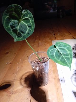 Anthurium clarinervium: pianta media