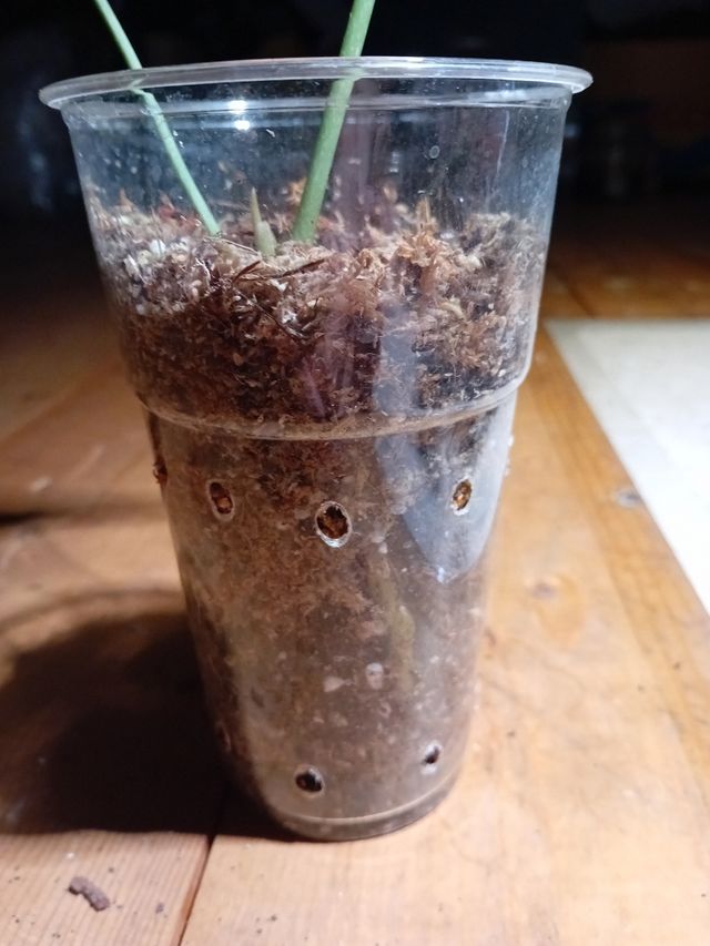 Anthurium clarinervium: pianta media