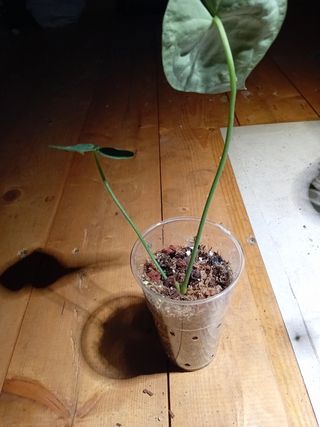 Anthurium clarinervium: pianta media