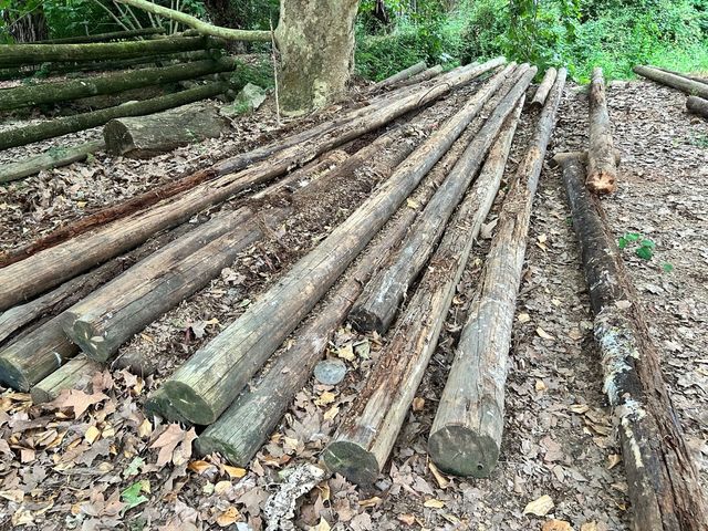Madera para leña - Troncos