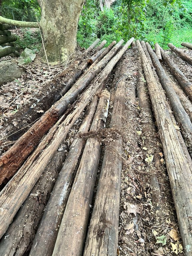 Madera para leña - Troncos