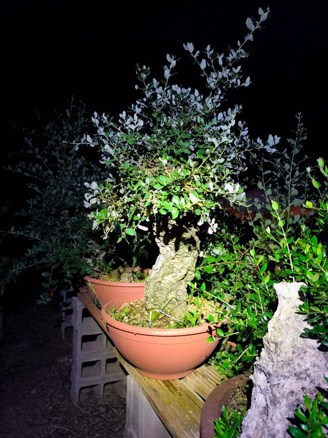 Bonsai Yamadori