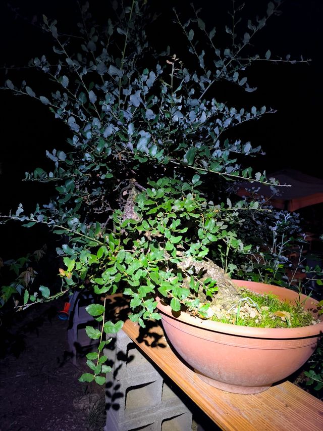 Bonsai Yamadori