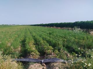 Terreno rústico Rinconada - Autovía