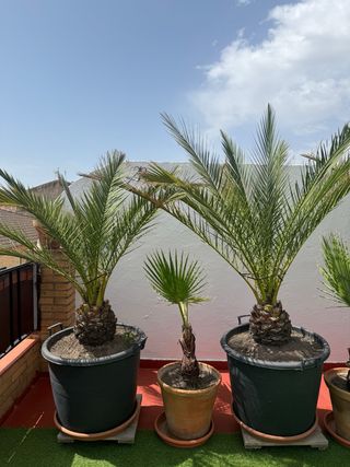 Palmeras. Más de 35 años