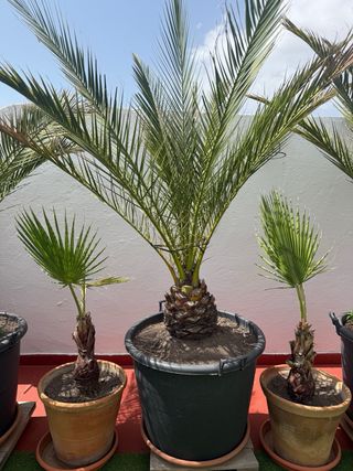 Palmeras. Más de 35 años