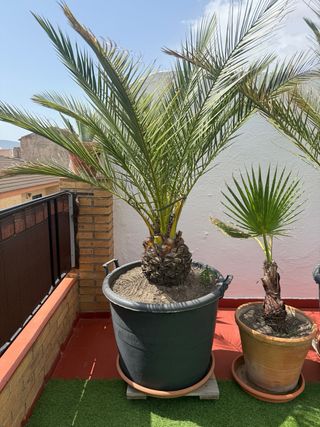 Palmeras. Más de 35 años