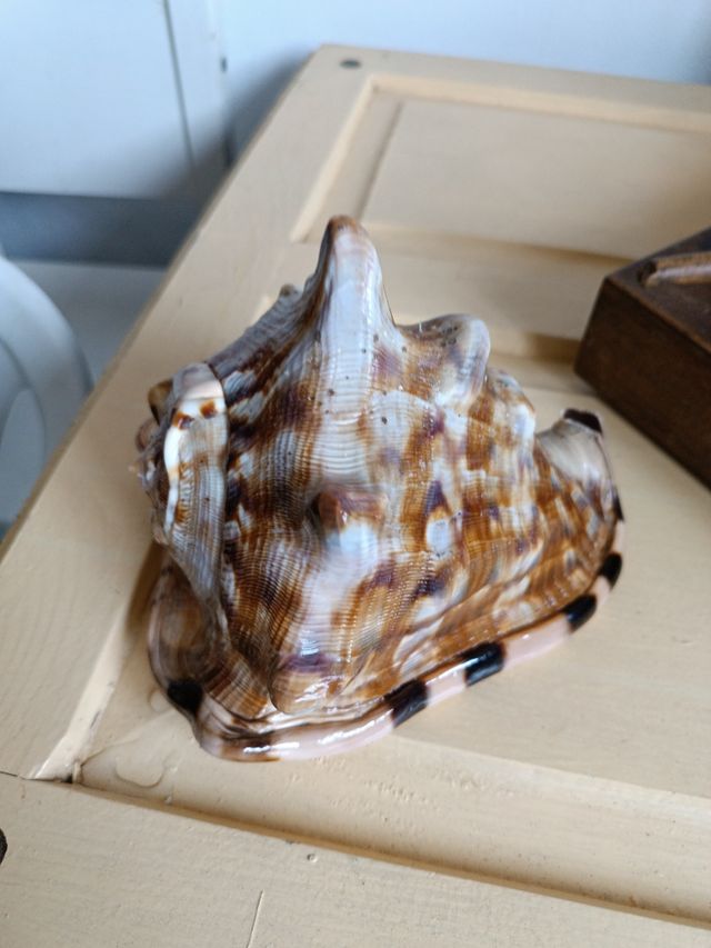 Caracola , decoración