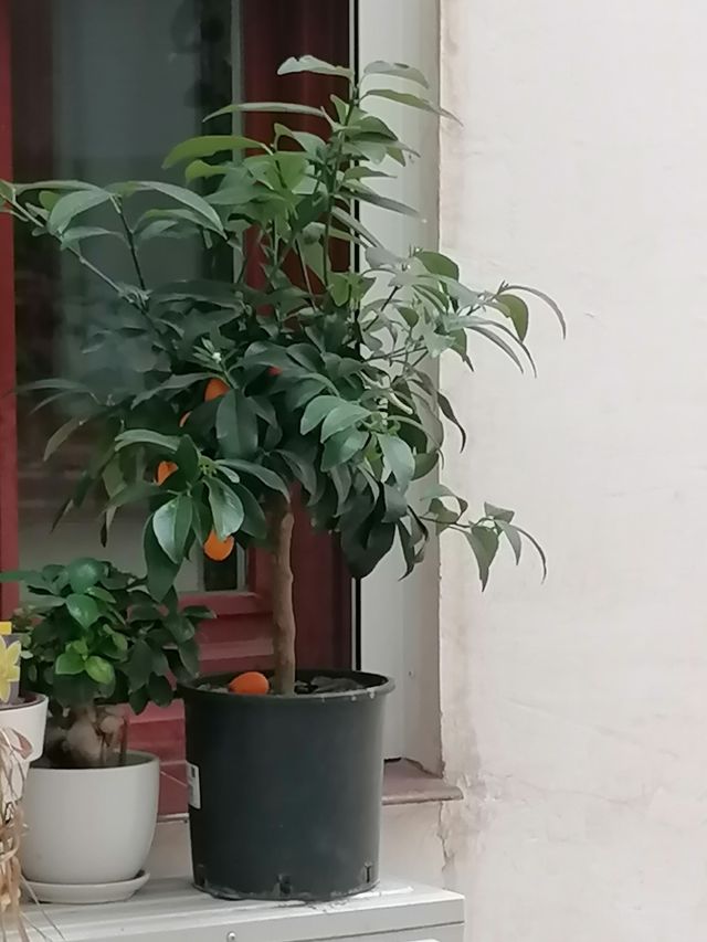 Arbolito Kumquat con frutos actualmente. 