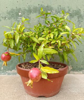 Granado Japonés "Nejikan"