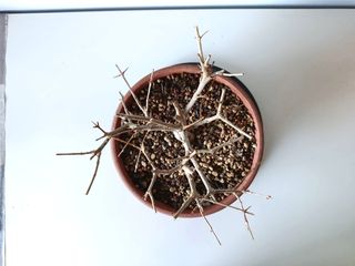 Granado Japonés "Nejikan"