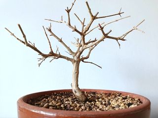 Granado Japonés "Nejikan"