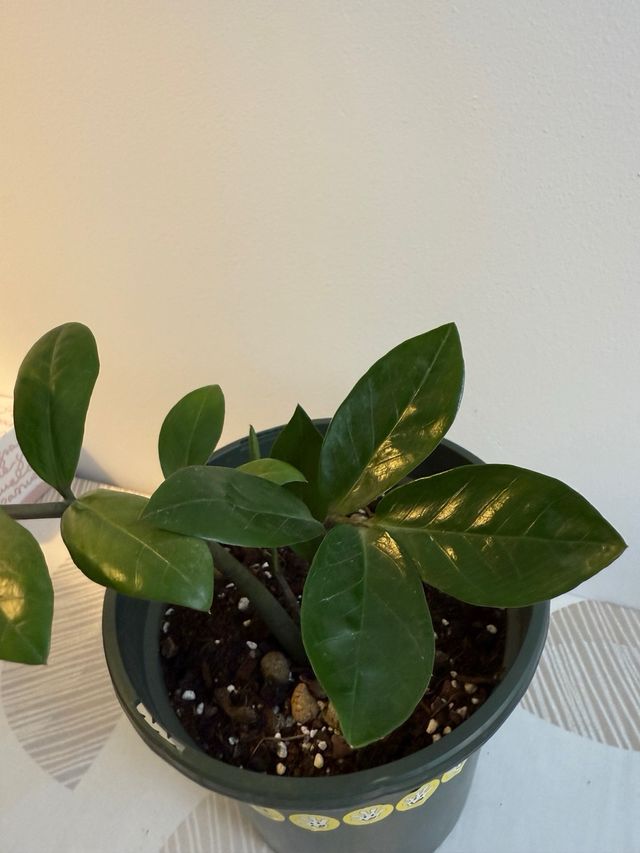 Planta Zamioculcas