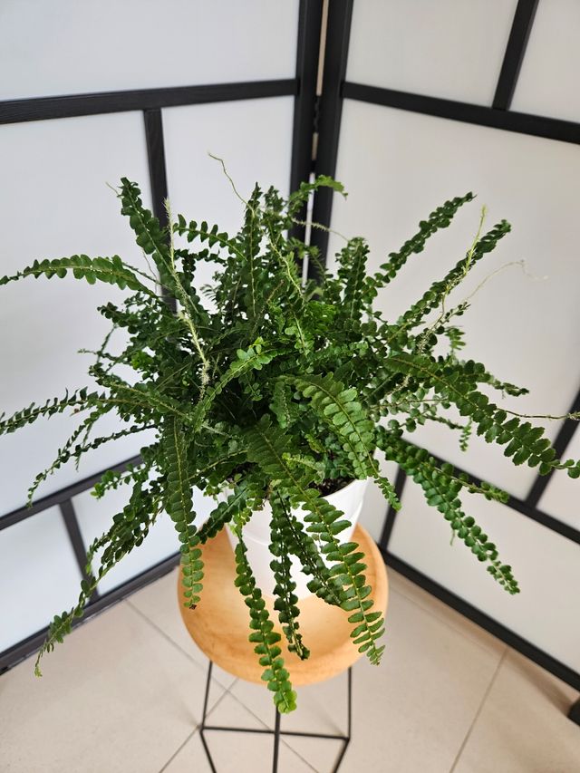 Helecho Nephrolepis Duffy