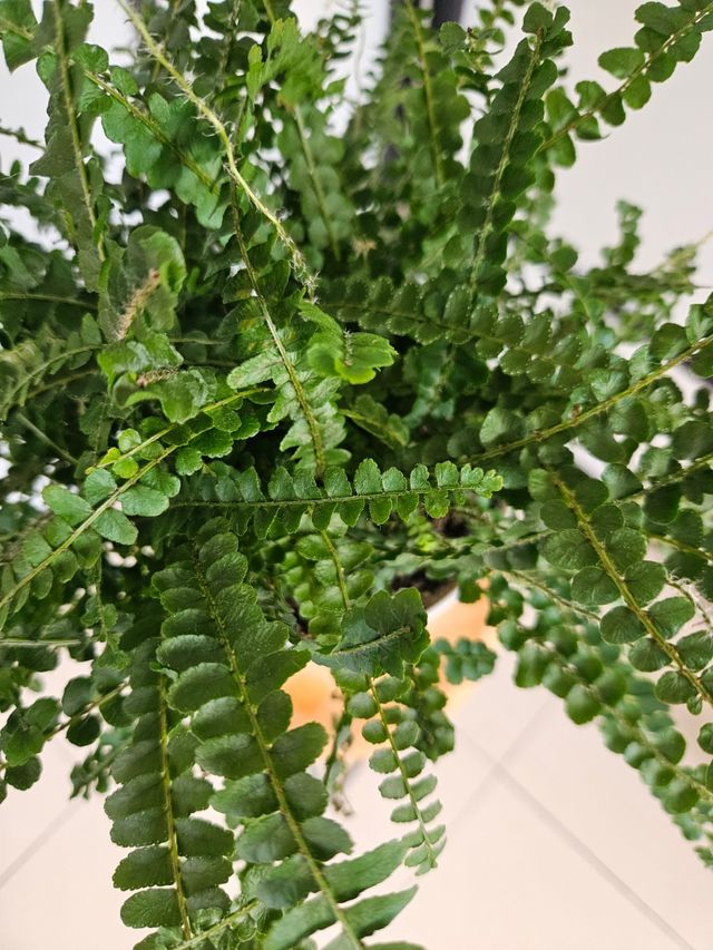 Helecho Nephrolepis Duffy