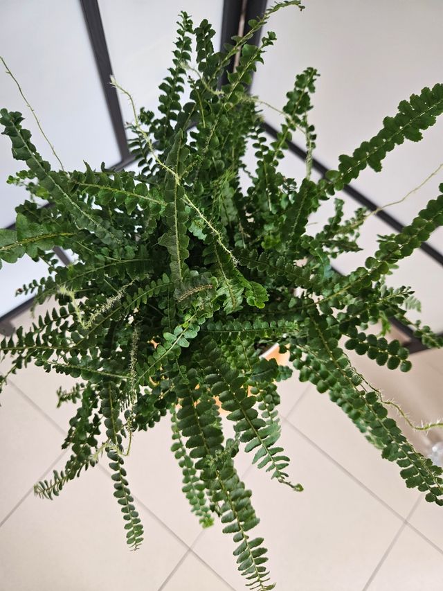 Helecho Nephrolepis Duffy