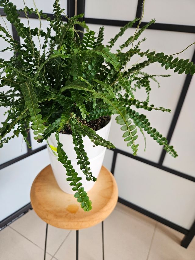 Helecho Nephrolepis Duffy