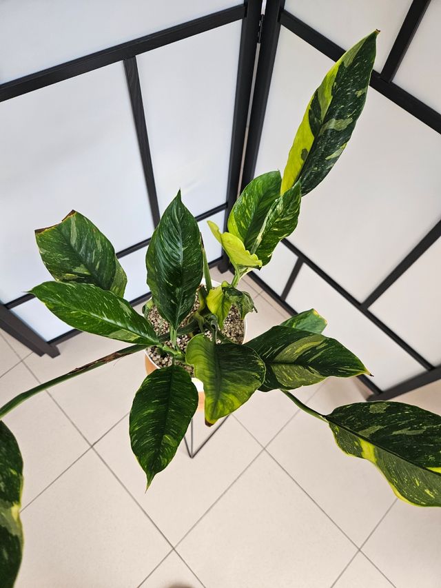 Spathiphyllum Variegata