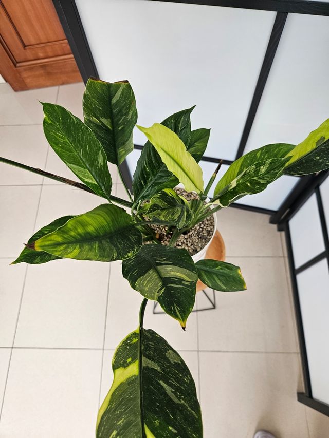 Spathiphyllum Variegata