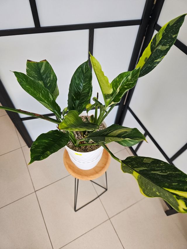 Spathiphyllum Variegata