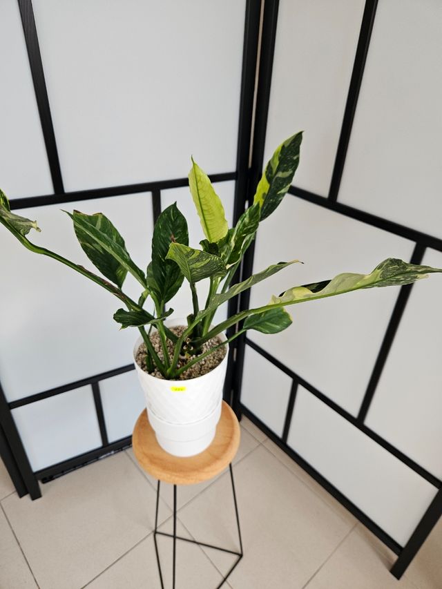 Spathiphyllum Variegata