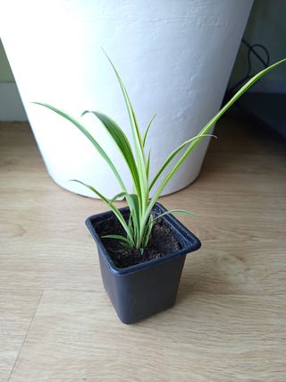 Plantas Cinta - Decoración hogar