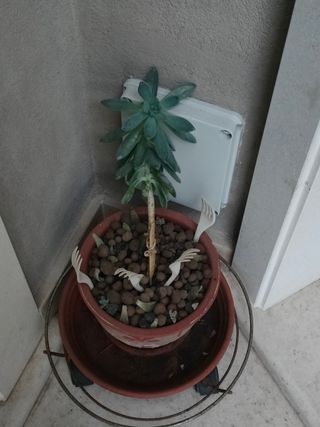 Talee Graptosedum Francesco Baldi/Darley Sunshine