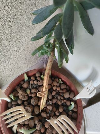 Talee Graptosedum Francesco Baldi/Darley Sunshine