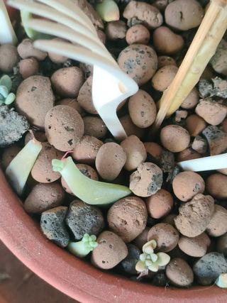 Talee Graptosedum Francesco Baldi/Darley Sunshine