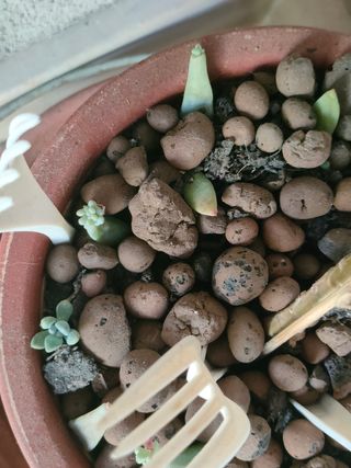 Talee Graptosedum Francesco Baldi/Darley Sunshine