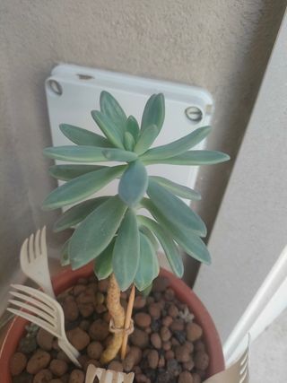 Talee Graptosedum Francesco Baldi/Darley Sunshine