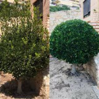 [DESBROZAR, PODA y TALA] JARDINERO PROFESIONAL 