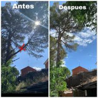 [DESBROZAR, PODA y TALA] JARDINERO PROFESIONAL 