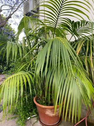 Palmera Kenia grande - 2 ejemplares